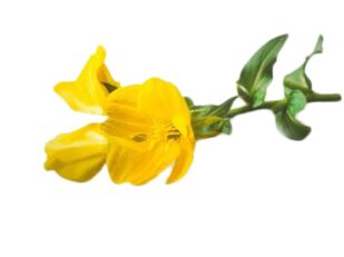 Ulei de primula în Reduslim