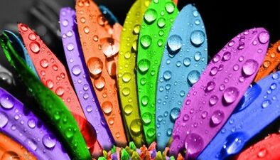 cum să slăbești cu dieta cu 6 petale