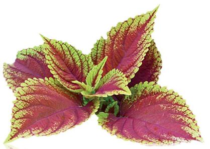 coleus forskolia ca parte a Reduslim